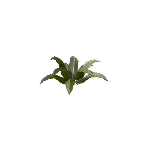 Tropical Plant 1 (Type 4)